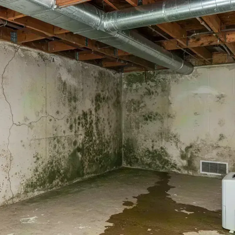 Professional Mold Removal in Tooele, UT